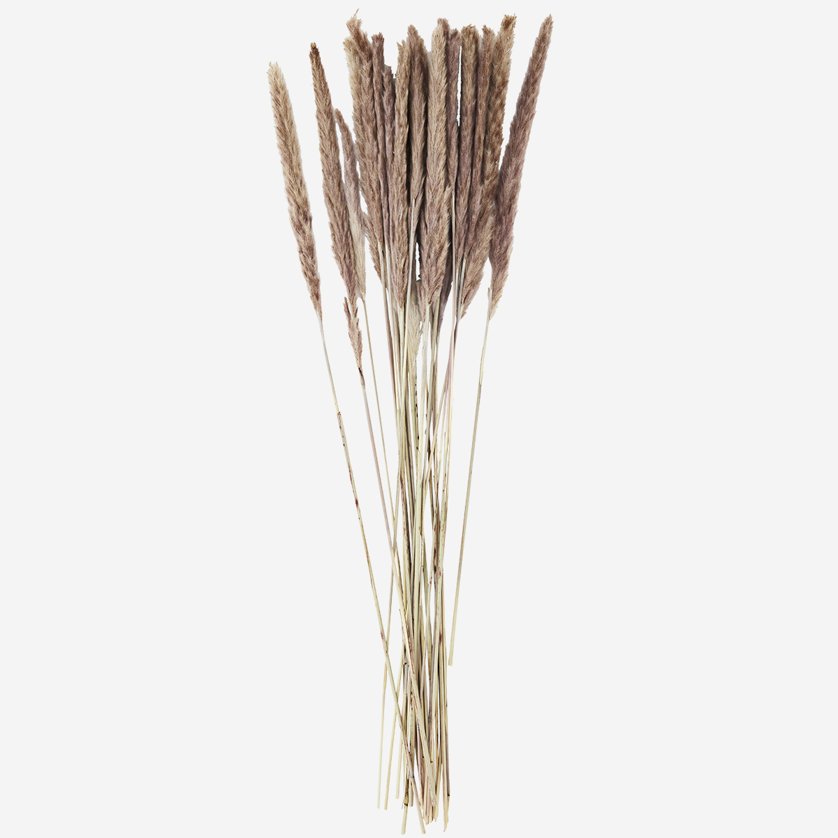 Chinaschilf Natur getrocknet