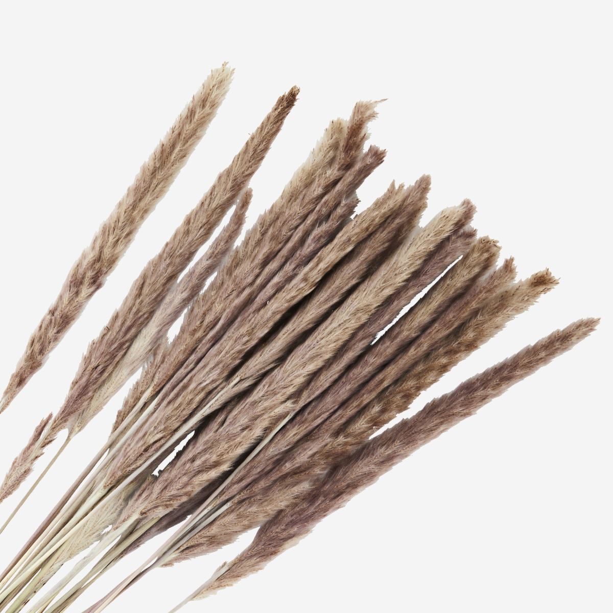 Chinaschilf Natur getrocknet